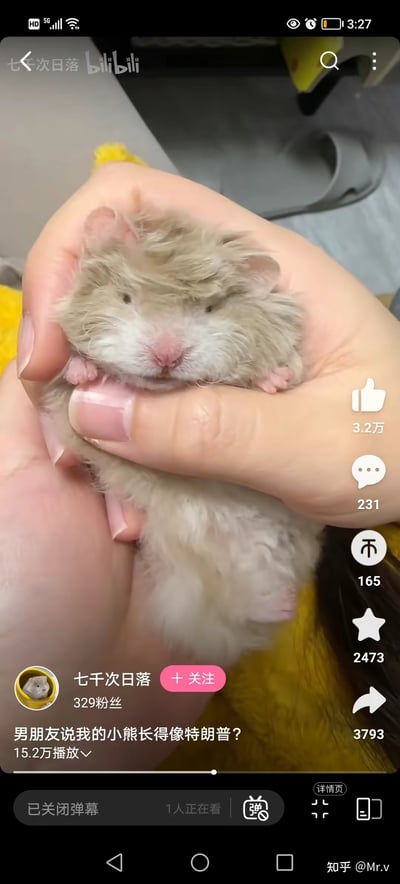 这是一张bilibili视频的截图，画面主体是一只被人类捧在手心的浅棕色仓鼠。仓鼠毛发蓬松柔软，眼睛微闭，表情呆萌，粉色的鼻子和小爪子显得十分可爱。视频发布者"七千次日落"在标题中调侃道："男朋友说我的小熊长得像特朗普？"，引发网友对仓鼠外貌的趣味联想。截图显示该视频已有15.2万播放量，获得3.2万点赞、231条评论和2473个收藏。