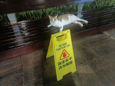 这是一张户外实拍的趣味图片，画面下方的水泥地面上立着一块黄色的A字形警示牌，上面明确标注了长椅油漆未干、请勿触摸的中英双语提示和禁止触摸标识；但警示牌后方的深棕色木质长椅上，一只橘白相间的小猫完全无视提示，姿态放松地瘫在还带有油漆光泽的椅面上，睁着眼睛看向拍摄者，诙谐的反差感对应了标题“小猫吃了没文化的亏”的调侃，十分好笑。