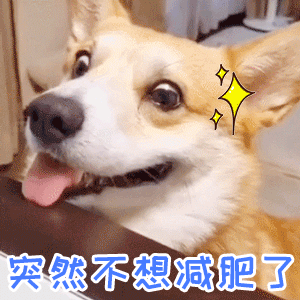 柯基