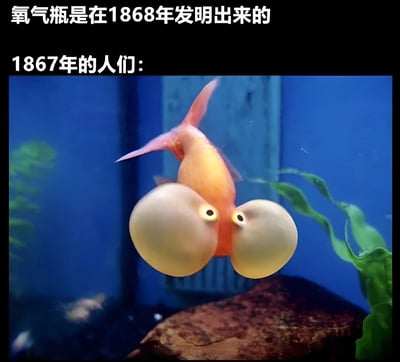 图片上方文字写着'氧气瓶是在1868年发明出来的'和'1867年的人们：'，下方是一张金鱼在鱼缸中的照片。金鱼有着明显鼓起的泡泡眼， meme 通过将1867年（氧气瓶发明前）的人们比喻成这只眼睛鼓起的金鱼，幽默地调侃当时人们可能面临的缺氧状态，形成有趣的历史知识对比。