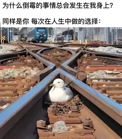 图片上方配有两行文字，分别是“为什么倒霉的事情总会发生在我身上？”和“同样是你 每次在人生中做的选择：”，下方是一张实拍照片：一只白色海鸥在复杂交错的铁轨交汇处筑巢，背景中可见蓝色火车驶过。图片通过铁轨岔路的视觉隐喻，幽默地将“倒霉”与“人生选择”联系起来，暗示混乱的选择可能导致不如意的结果。