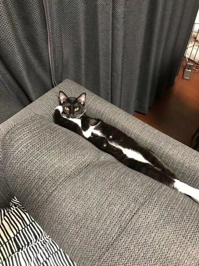 一只黑白相间的猫咪正以非常放松的姿势侧躺在灰色沙发上，前爪交叉放在胸前，黄色的眼睛直视镜头，表情平静自然。沙发材质看起来是粗布纹理，旁边有一个黑白条纹的抱枕。背景是灰色的窗帘，地板为深色木质。整个画面呈现出一种温馨舒适的居家氛围，猫咪的姿态展现出完全放松的状态。