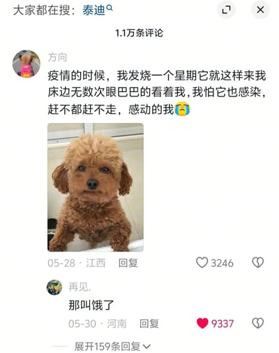 整张图是国内社交平台的评论区截图，顶部显示搜索热词为「泰迪」，该内容下共有1.1万条评论。用户「方向」发布评论称疫情自己发烧一周期间，家里的泰迪无数次跑到床边眼巴巴看着自己，怕狗被感染怎么赶都赶不走，自己十分感动，还附带了一张浅棕色泰迪前爪搭在边缘、眼神无辜望向镜头的实拍图，该评论收获3246个赞。下方用户「再见.」的回复直接拆台，指出狗反复靠近是因为饿了，这条回复获赞9337，远高于原评论，笑点在于打破了原评论营造的温情宠物守护主人的氛围，用现实接地气的理由形成强烈反差，产生搞笑效果。