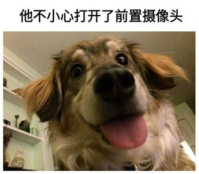 图片中是一只近距离拍摄的狗，它有着棕色和白色相间的毛发，耳朵耷拉着，眼睛瞪得很大，嘴巴张开吐着舌头，表情看起来十分惊讶和呆萌。图片上方配有文字“他不小心打开了前置摄像头”，将狗拟人化，仿佛这只狗是不小心打开了手机前置摄像头，才拍出了这张充满喜感的“自拍”。整体画面幽默风趣，通过动物的表情和文字结合，营造出轻松搞笑的氛围。