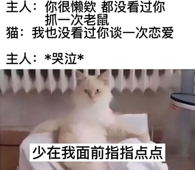 这是一张幽默梗图，上方是主人与猫的对话文字，下方是一只白猫的照片。主人指责猫很懒，从没看过它抓老鼠，猫则反击说从没看过主人谈过一次恋爱，最后主人表示*哭泣*。图片底部还有文字"少在我面前指指点点"，形成了有趣的互动效果。