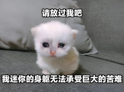 一只白色的小奶猫坐在灰色的沙发上，眼睛大大的，带着悲伤无助的表情。图片上方有文字“请放过我吧”，下方有文字“我迷你的身躯无法承受巨大的苦难”，通过可爱小猫的悲伤形象与文字内容形成反差萌，表达一种希望摆脱压力或困境的情绪。