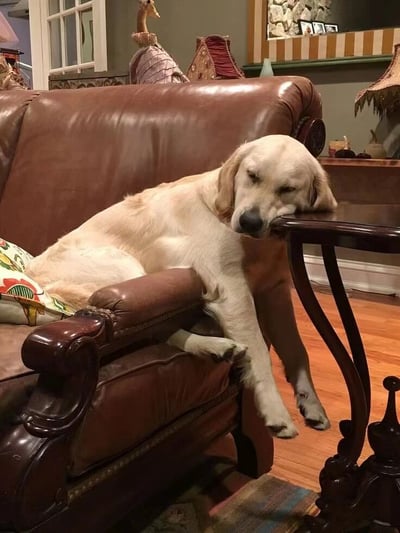 一只金毛寻回犬正惬意地趴在棕色皮沙发上休息，它的前爪自然垂下，脑袋则枕在旁边的深色木质小茶几上，眼神半眯，表情看起来十分放松满足。沙发上还放着一个色彩鲜艳的花纹靠垫，背景中可以看到房间内的其他陈设，包括装饰性的摆件和一盏台灯，整体营造出温馨舒适的居家氛围。