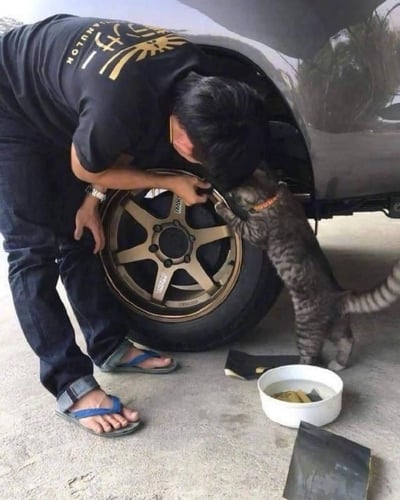 一名身穿黑色印花T恤和蓝色拖鞋的男子正俯身检查汽车轮毂，他双手扶着轮毂边缘，头部靠近仔细查看。一只戴着橙色项圈的虎斑猫站在旁边，用前爪搭在轮毂上，似乎在和男子一起检查或玩耍。地面上放着一个白色的碗，里面有一些水和食物残渣。整个场景展现了人与动物之间有趣的互动瞬间。