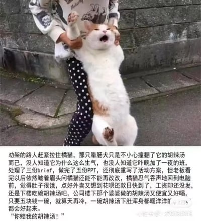 这是一张结合实拍猫咪图片与拟人文字的小猫文学梗图，画面中仅露出下半身与手臂的路人拉住一只直立的橘白猫咪，猫咪大张着嘴、挣扎着，情绪看起来十分激动愤怒；图片下方搭配符合小猫文学风格的文字，将猫咪愤怒的原因赋予了当代打工人的心酸经历：这只拟人化的橘猫打工人熬夜加班完成多份工作后仍被老板要求修改，临近花呗还款日却没发工资，好不容易攒钱想去买一碗五块钱的便宜胡辣汤，还被腊肠犬不小心撞翻，积攒的委屈让它忍不住发怒，最后喊出“你赔我的胡辣汤”，整体内容苦涩又治愈，精准戳中了当代打工人的疲惫情绪。