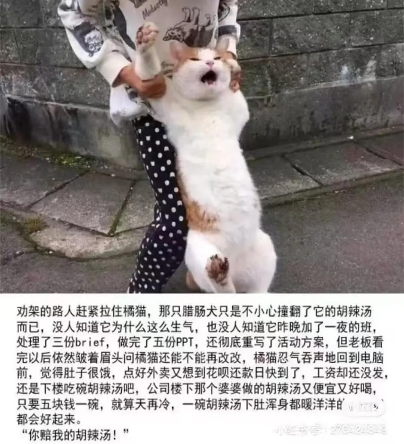 胡辣汤小猫文学