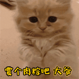小猫咪在线乞讨肉粽 萌化了