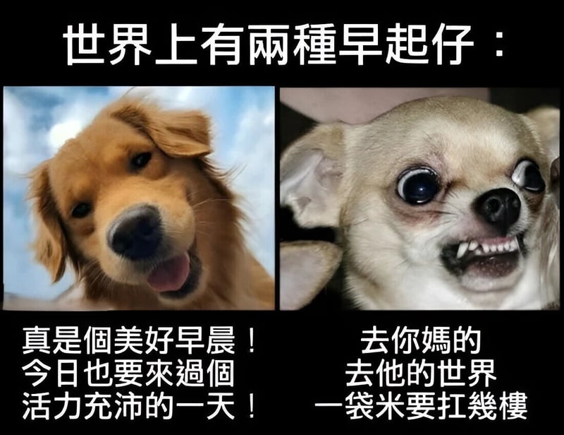 吉娃娃