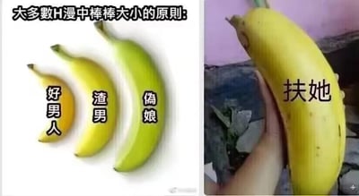 这是一张左右拼接的二次元成人向梗图，左边用三根不同大小的香蕉对应H漫里不同类型角色的生理特征尺寸：最小的香蕉标注“好男人”，中等香蕉标注“渣男”，最大的青香蕉标注“伪娘”；右边是一只手拿着一根超大号的香蕉，标注“扶她”，通过香蕉的大小差异来玩H漫角色设定的梗。
隐喻说明：图中用香蕉作为隐喻，对应成人向漫画里角色的生理特征尺寸，属于典型的成人向恶搞隐喻梗。