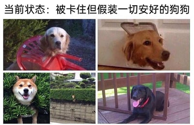 这是一张由五张宠物照片拼接而成的趣味图片，顶部配有文字“当前状态：被卡住但假装一切安好的狗狗”，精准概括了图中所有狗狗的状态。左上角的金毛头部卡在红色塑料椅的椅圈中，表情平静，仿佛什么都没发生；右上角的金毛头部卡在门的投递口，嘴巴微张，强装镇定；左下角的柴犬头部卡在灌木丛里，却咧嘴吐舌，看起来十分开心，完全不在意被卡住的窘境；中间下方的小狗半个身子卡在矮墙的绿植中，只露出小小的头部；右下角的黑狗身体卡在木质露台的栏杆缝隙里，却吐着舌头，一脸惬意。整张图片用狗狗们被卡住却故作无事的样子，调侃了人们在遇到窘境时强装镇定的状态，充满了滑稽可爱的氛围。