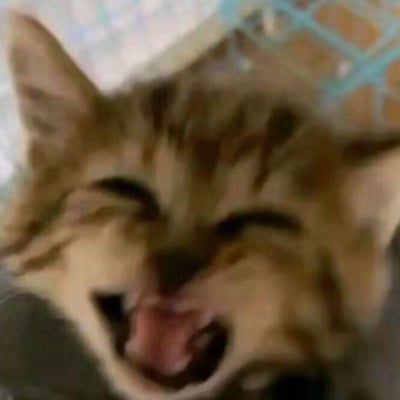 这是一张真实狸花小猫的实拍照片，画面中的小猫眼睛紧紧眯成一条缝，嘴巴大张，舌头也自然地露了出来，神态看起来像是在开怀大笑，表情生动又滑稽，充满了治愈感，常被网友用作表达开心、大笑情绪的表情包，能轻松传递出愉悦的氛围。