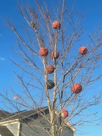 一棵光秃秃的树杈上挂满了各种颜色的篮球，有橙色、黑色和红白相间的款式，它们被卡在树枝间，仿佛这棵树结出了篮球果实。背景是清澈的蓝天，树下隐约可见房屋屋顶，整体画面充满了生活中的意外趣味。