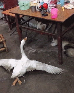 这是一段记录生活日常的动态GIF，画面聚焦在充满生活气息的室内农家环境中：一只大白鹅站在地面上，完全张开翅膀，脖子高高扬起，姿态看起来颇具气势，仿佛在“耍威风”；木质桌子下方有几只猫咪，有的慵懒趴在地上，有的探出头，静静围观鹅的举动，鹅的夸张姿态和猫咪的淡定形成反差，整个场景充满生活趣味，显得十分搞笑。