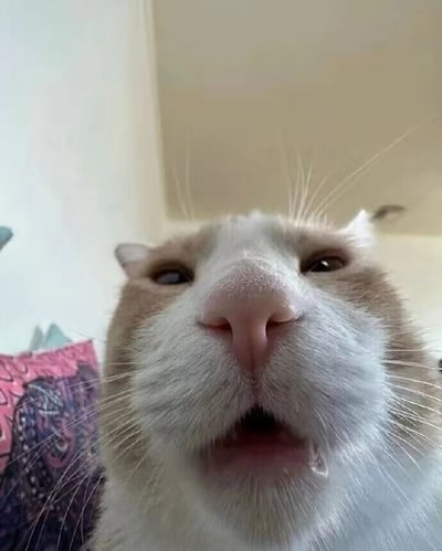 这是一张近距离拍摄的猫咪特写静态照片，画面主体是一只白棕相间的猫咪，它的脸部几乎占满整个画面，鼻子紧贴镜头，嘴巴微张，嘴角还挂着一丝透明的口水丝，眼神看起来既茫然又带着些许惊讶，耳朵因近距离拍摄的视角显得位置有些奇特。背景能看到室内浅色的墙面和带有复杂花纹的靠垫，整体画面充满生活化的趣味感，显然是猫咪出于好奇凑近镜头时被主人抓拍的瞬间，生动展现了宠物的可爱与灵动。