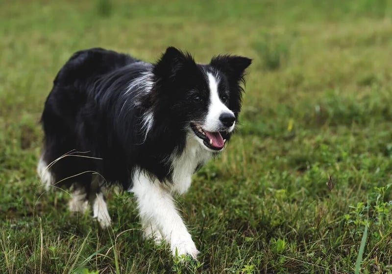 边境牧羊犬