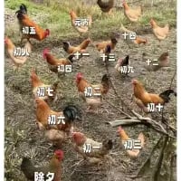 家鸡