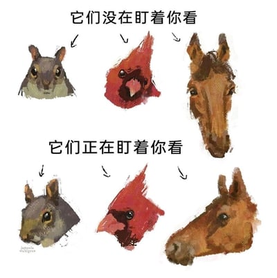 这是一组由艺术家jameela wahlgren创作的对比式动物绘画作品，分为上下两个部分。上半部分配有文字“它们没在盯着你看”，展示了松鼠、北美红雀、马的头部正面朝向的绘画，此时动物的眼睛位于头部两侧，实际并未直视观察者，但头部正面的姿态容易让人产生错觉；下半部分配有文字“它们正在盯着你看”，展示了这三种动物头部侧转的绘画，此时动物的眼睛直接朝向观察者，明确呈现出注视的状态。该作品通过绘画的方式，直观地演示了动物头部朝向与视觉感知的关系，清晰展现了视觉错觉的形成，同时也体现了绘画中通过调整头部角度和眼睛位置来表现不同注视状态的技巧。