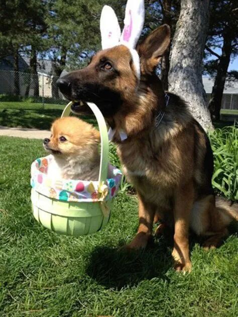 博美犬