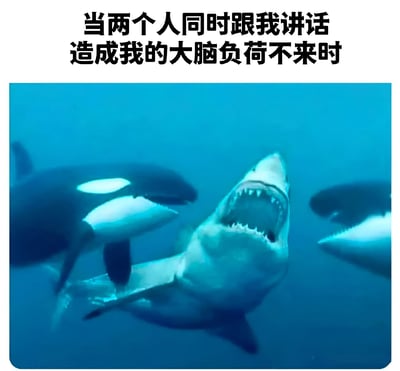 图片上方有文字'当两个人同时跟我讲话造成我的大脑负荷不来时'，下方是一张水下场景图，展示了一条大白鲨被两只虎鲸包围的画面。图片通过鲨鱼被虎鲸包围的场景，幽默地比喻了当两个人同时说话时大脑无法处理信息的状态。