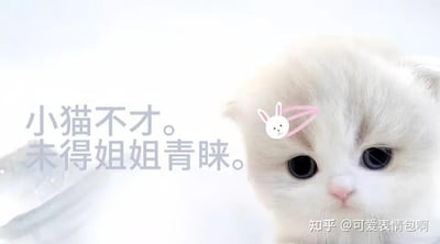 图片主体是一只戴着粉色兔子发夹的白色小猫，它睁着圆溜溜的大眼睛抬头注视，背景为纯白色。左侧配有半文半白的文字“小猫不才。未得姐姐青睐。”，整体营造出可爱又略带尴尬的氛围。这是“古风小生”梗的衍生创作，将原梗中人类角色替换为萌宠，保留了标志性的矫情语录风格，形成反差萌的幽默效果。