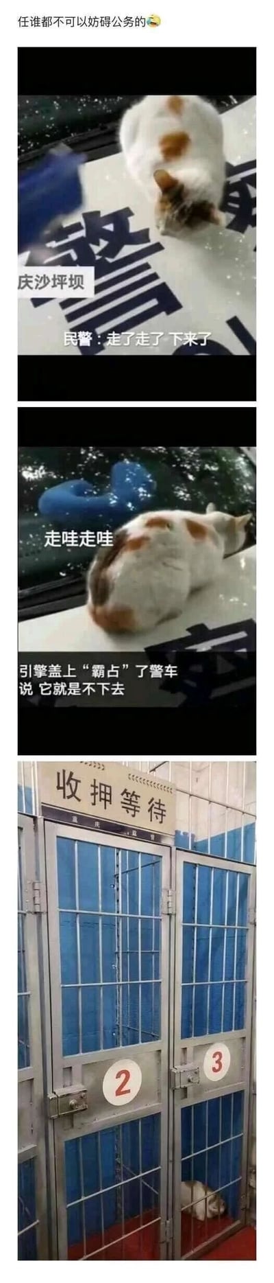 这是一组趣味连环搞笑图，开篇配文“任谁都不可以妨碍公务的😎”埋下调侃伏笔。第一图展示重庆沙坪坝的一辆警车上，一只三花猫咪趴在引擎盖的“警”字标识上，民警在旁驱赶喊着“走了走了 下来了”；第二图中猫咪依旧慵懒地趴在原地，配文“走哇走哇”，文字说明猫咪“霸占”警车不肯下去；第三图则是猫咪被关在标有“收押等待”的笼子里，用拟人化的方式将猫咪不肯挪开的行为调侃成“妨碍公务”，最终被“收押”，整体用夸张的拟人手法制造出轻松搞笑的效果，把小动物的赖皮行为赋予人类社会的执法场景，充满趣味。