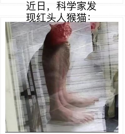 这是一张利用玻璃反射形成视觉错位的趣味恶搞图，图片顶部配有“近日，科学家发现红头人猴猫：”的文字，营造出发现新物种的假象。玻璃表面同时反射出一只猫的头部和身体，以及下方人类的双脚，两者在视觉上重叠后，形成了一个拥有猫的头部、红色颈部，却长着人类双脚的怪异“生物”，巧妙利用视觉错觉制造出荒诞搞笑的效果，属于网络上常见的趣味恶搞内容，用来博人一笑。