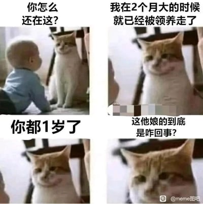 这是一张由四张静态图片拼接而成的连环搞笑梗图，以猫咪的视角展开趣味吐槽。第一张图中，一名婴儿趴在地面上，好奇地看向坐在椅子上的猫咪，配文为猫咪的吐槽：“你怎么还在这？”；第二张图是猫咪的特写，配文“我在2个月大的时候就已经被领养走了”，猫咪以自己被领养的经历来对比婴儿；第三张图依旧是猫咪的特写，配文“你都1岁了”，点出婴儿的年龄；第四张图中猫咪露出疑惑又震惊的表情，配文“这他娘的到底是咋回事？”。该梗的核心笑点在于猫咪的身份认知错位，它误以为自己是家庭的主人，将主人的孩子当成了等待被领养的对象，疑惑婴儿到1岁还没被领养，这种认知反差带来了滑稽搞笑的效果，容易引发养宠网友的共鸣。
