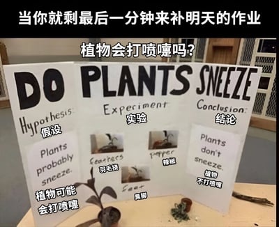 图片展示了一张仓促制作的科学实验海报，主题为“植物会打喷嚏吗？”。海报分为假设、实验、结论三个部分：假设部分写着“植物可能会打喷嚏”，实验部分用图片展示了“羽毛挠”“辣椒”“臭脚”三种刺激方式，结论则是“植物不打喷嚏”。海报前方摆放着一盆小型盆栽。图片顶部有文字“当你就剩最后一分钟来补明天的作业”，生动幽默地描绘了学生拖延到最后一刻赶作业的场景，实验设计的随意性（如用臭脚作为刺激物）进一步强化了仓促完成任务的搞笑效果。
