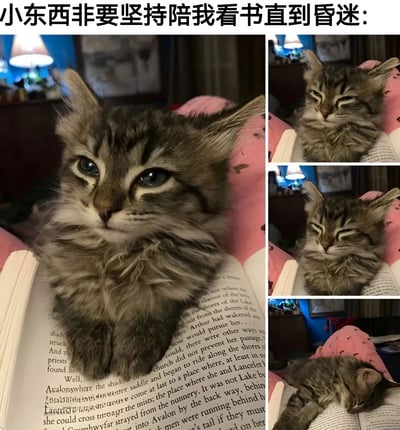 图片为多图拼接形式，主要展示一只毛茸茸的虎斑小猫坚持陪伴主人看书，最终因困倦昏迷的全过程。左侧为主图，小猫趴在打开的书页上，蓝眼睛睁大，表情警觉专注；右侧从上到下三张附图依次记录：小猫眯起眼睛打盹、眼皮沉重即将闭合、最终完全趴在书上沉沉睡去的可爱瞬间。上方配文“小东西非要坚持陪我看书直到昏迷：”，生动捕捉了宠物陪伴的温馨日常。