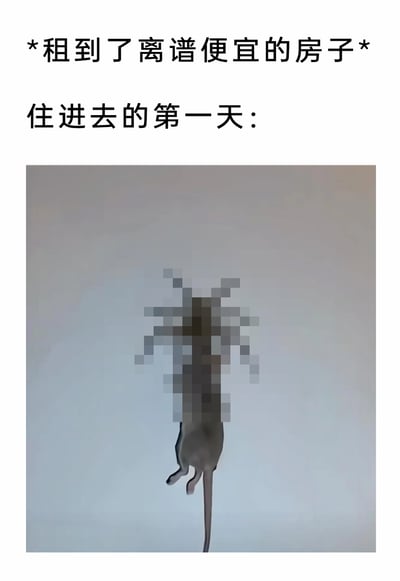 这是一张用于吐槽租房经历的搞笑图文内容，上方用文字铺垫“租到了离谱便宜的房子”，紧接着以“住进去的第一天：”引出下方的实拍图片，图片中是一只体型较大的老鼠，头部被做了马赛克处理，看起来像是被粘鼠板粘住后挂在浅色的墙面上，直观地揭露了低价房源背后存在的严重卫生问题，用这种夸张且真实的场景，调侃租房时因贪便宜而踩坑的经历，容易引发有过类似租房糟心体验人群的共鸣。