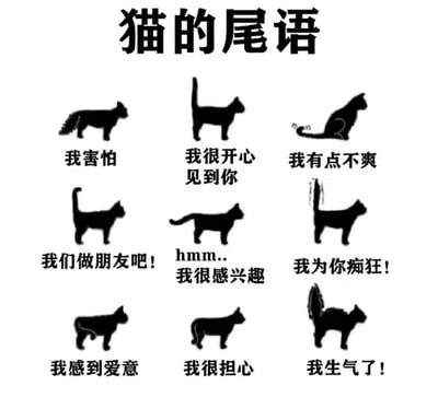 这是一张以“猫的尾语”为主题的科普图文，白色背景上排列着9个黑色猫咪剪影（3行3列），每个剪影通过不同的尾巴姿势搭配对应文字，解释猫咪的情绪状态。具体包括：第一行从左到右为“我害怕”（尾巴低垂夹起）、“我很开心见到你”（尾巴直立）、“我有点不爽”（尾巴轻微摆动）；第二行从左到右为“我们做朋友吧！”（尾巴自然弯曲）、“hmm...我很感兴趣”（尾巴缓慢摆动）、“我为你痴狂！”（尾巴快速抖动）；第三行从左到右为“我感到爱意”（尾巴环绕身体）、“我很担心”（尾巴微微下垂）、“我生气了！”（尾巴蓬松炸开）。