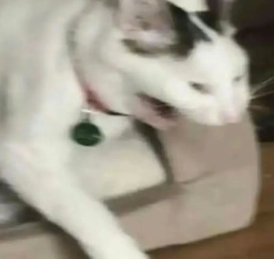 一只戴着绿色吊坠项圈的白猫特写，猫咪嘴巴微张，似乎正在发出声音或做出表情。图片整体有些模糊，可能是因为拍摄时猫咪正在移动。