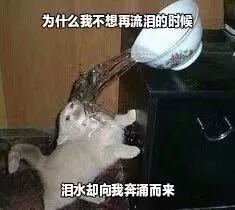 这是一张P图改编的情绪类搞笑表情包，画面里一只浅色小猫抬头，上方的瓷碗中奔涌出水流，恰好浇在小猫的脸上，视觉上仿佛小猫在“流大量的眼泪”。搭配的文字“为什么我不想再流泪的时候，泪水却向我奔涌而来”，用拟人的手法将水流比作不受控制的泪水，精准地表达出人们在明明想要停止难过、压抑情绪，却依旧被负面情绪裹挟、情绪汹涌而出的无奈与崩溃，以幽默的画面形式放大这种情绪共鸣，适合在感到情绪低落、无法控制心情时用来宣泄内心的感受。