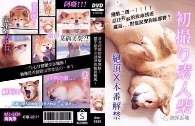 这是一张模仿日本成人DVD封面风格制作的搞笑梗图，将多张热门Doge柴犬表情包进行拼接组合，搭配模仿成人行业宣传话术的文字，把柴犬拟人化，制造出强烈的反差搞笑效果。

图中文字大量使用双关和谐音梗，比如将成人内容里的“素人初次拍摄”替换为“初撮り素人柴”（初次拍摄素人柴犬），“絕頂×本番解禁”这类成人行业话术套在柴犬身上，还有“忍住狗妹的致命誘惑”“對他說聲狗妹那賽”（谐音“够了没”）等内容，把柴犬的各种神态动作和暧昧的宣传语结合，形成荒诞的喜剧感。左侧的小图展示了不同状态的柴犬，配文“零死角！這身柴 太可口！”“阿嘶！！！”“某網美柴？！”等，底部还有模仿商品促销的“9/1~9/30 狗狗節 好康5折UP！”信息，右下角带有“统筹基地”的水印。