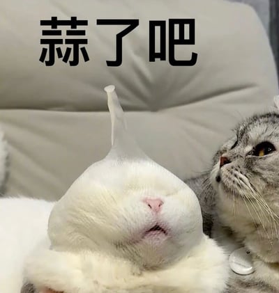 图片中有两只猫，一只白猫头部戴着类似大蒜形状的锥形物体，表情显得无奈，眼睛紧闭。旁边一只灰猫正好奇地注视着白猫。图片上方有文字"蒜了吧"，形成有趣的视觉效果和文字梗。