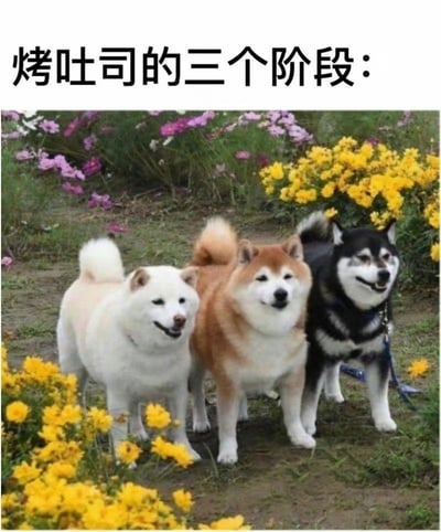 这是一张趣味梗图，图上方配有文字“烤吐司的三个阶段：”，下方是三只站在黄、紫色花丛中的柴犬，从左到右分别是白色、棕黄色、黑褐色的毛色，对应吐司未烤制、烤至金黄、烤糊的三个状态，用动物的毛色幽默类比食物的烤制变化过程，画风轻松搞笑。
类比说明：用不同毛色的柴犬对应吐司烤制的三个阶段，白色柴犬对应未烤的白吐司，棕黄色柴犬对应烤好的金黄吐司，黑褐色柴犬对应烤糊的吐司，这种巧妙的类比让画面充满趣味。