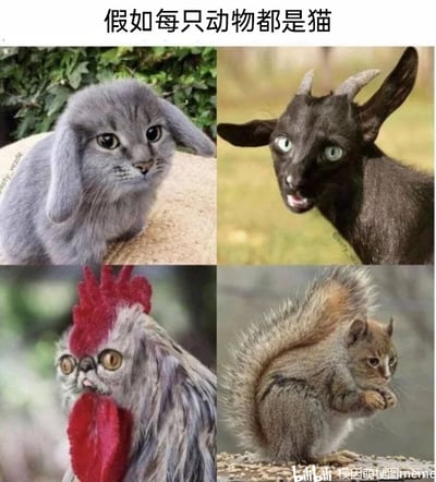 这是一张四格拼接的静态趣味合成图，顶部配有文字标题“假如每只动物都是猫”。四个格子分别展示了通过图像合成技术创作的混合动物：左上是垂耳兔的身体搭配猫咪的脸部，动物眼神温和，安静蹲坐在石块上；右上是黑色山羊的身体搭配猫咪的脸部，动物眼睛圆睁、嘴巴微张，神态惊讶；左下是公鸡的身体（带有标志性的鸡冠和肉垂）搭配猫咪的脸部，动物表情呆滞，静止站立；右下是松鼠的身体（带有蓬松大尾巴）搭配猫咪的脸部，动物神态警惕，正蹲坐在平台上捧着物品。整张图通过将猫脸与不同动物身体结合，把荒诞的脑洞设定可视化，营造出滑稽、新奇的视觉效果，充满恶搞与创意趣味。