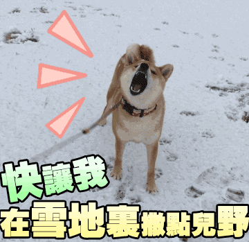 柴犬雪地急不可耐想撒野