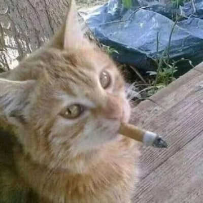 这是一张经过修图合成的静态趣味图片，主体是一只橘色的狸花猫，它的嘴边被合成了一支已经点燃、带有烟灰的香烟，看起来仿佛正在抽烟。猫咪的眼神带着一丝迷离，背景是户外的树干、木质平台以及杂草和黑色遮盖物，整体场景是普通的户外环境。图片通过将可爱的猫咪与不符合其身份的抽烟行为结合，制造出强烈的反差感，显得滑稽搞笑，常被用作表情包，用来表达摆烂、沧桑、故作大佬范儿的情绪，或是用于调侃自嘲、表达疲惫的心境。