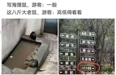 这是一张左右对比的搞笑梗图，左侧实拍了两只海狸鼠在动物园水池边活动的场景，右侧是动物园的指示牌，上面将海狸鼠标注为“八斤大老鼠”。图上方配有文字对比两种称呼带来的游客反应：当标注为“海狸鼠”时，游客兴趣一般；而标注成“八斤大老鼠”后，游客就表示“高低得看看”。这张图利用了大众对“大老鼠”的猎奇心理，通过称呼的反差制造出搞笑效果，调侃了动物园为吸引游客玩的文字小套路。