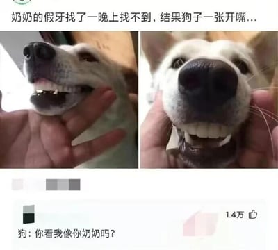 这是一张左右对比的社交媒体截图，左侧画面中一只浅色狗狗被人用手扒开嘴巴，露出它自己的牙齿；右侧画面里，这只狗狗的嘴巴再次被扒开，嘴里却戴着一副完整的人类假牙，和它自身的牙齿组合在一起，画面十分滑稽。图的上方配有文字“奶奶的假牙找了一晚上找不到，结果狗子一张开嘴...”，点明了假牙的来历，下方还有一条获赞1.4万的评论：“狗：你看我像你奶奶吗？”，这条评论通过玩梗，将狗狗戴假牙的样子和奶奶关联起来，进一步放大了这个场景的搞笑效果，整体内容充满生活趣味，用宠物的意外行为制造反差笑点。