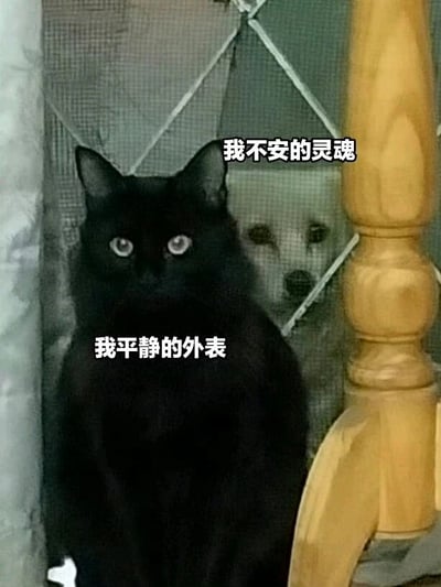 图片中一只黑猫表情平静地坐在纱门前，它的前方有文字'我平静的外表'。纱门后面有一只狗正透过网格窥视，上方配有文字'我不安的灵魂'。这张图通过猫和狗的对比，幽默地表现了人们外表平静内心却可能波涛汹涌的状态。