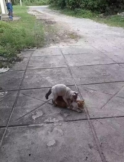 乡村环境的水泥铺就地面上，一只灰色猫咪正趴在另一只橘色猫咪的背部，橘色猫咪则四肢伸展地趴在地上，两者呈现出亲密互动的状态。背景可见延伸至远方的乡间土路，两侧长满杂草与树木，整体画面自然质朴，充满生活气息。