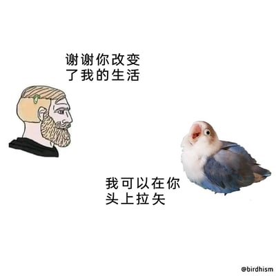 这是一张趣味拼接梗图，左侧为头顶沾着鸟屎的络腮胡卡通男子，配文“谢谢你改变了我的生活”；右侧是一只张嘴抬头的真实鹦鹉，配文“我可以在你头上拉矢”。图中通过主人的“感谢”与鹦鹉的“调皮回应”形成强烈反差，用幽默的方式调侃宠物鹦鹉给主人生活带来的“特殊改变”，展现出宠物调皮捣蛋的日常，充满笑点。