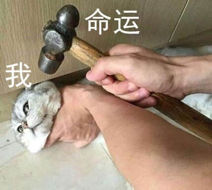 命运之锤与我（猫）