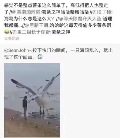 这张图片是一个社交媒体截图，包含一张海滩照片和多层用户评论。照片中，一只海鸥因拍摄角度问题显得异常巨大，正靠近一名站在海滩上的人，周围还有其他海鸥。评论区用户们围绕海鸥的大小和
